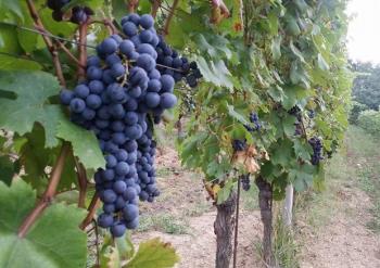 Evento sul Dolcetto dOvada - Mercoledigrave; 3 luglio 2019 - Enoteca Regionale di Ovada