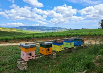 Piu' sostenibilita' nei vigneti con le api. Ecco le cantine che salvano gli alveari di razze autoctone