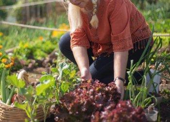 Coltiviamo agricoltura sociale, bando aperto fino al 30 ottobre prossimo
