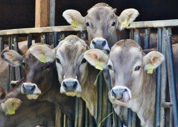 Risarcimento dei danni causati dalle predazioni da grandi carnivori al patrimonio zootecnico piemontese