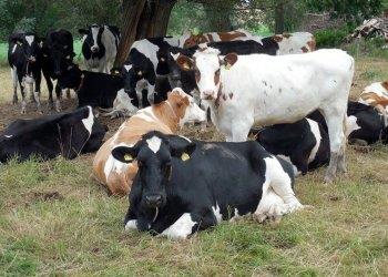 Dal Parlamento europeo decisione importante per il futuro della zootecnia