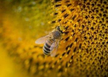 La giornata mondiale delle api e le prospettive di sviluppo dellapicoltura. Le istituzioni e la filiera a confronto