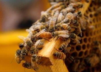 Tavolo di crisi settore apistico