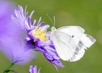 Giornata mondiale della biodiversitagrave;, Confagricoltura: le infrastrutture verdi in aiuto allambiente, alleconomia e alla qualitagrave; della vita