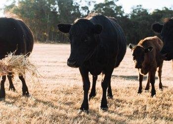 Sviluppo rurale: il Piemonte apre il bando sul benessere animale