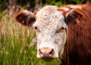 La zootecnia non impatta sul clima