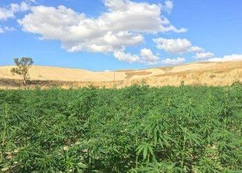 Confagricoltura, Cannabis (DDL sicurezza): emendamento frenerebbe una filiera dinamica, a trazione giovanile e aderente alla bioeconomia