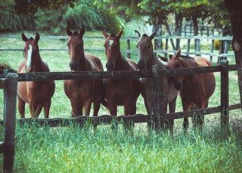 Ridotta laliquota IVA per la cessione di cavalli vivi non destinati allalimentazione
