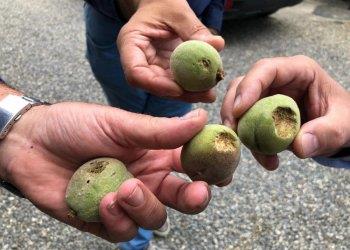 Maltempo, gelo e siccitagrave; potrebbero compromettere i volumi produttivi della frutta