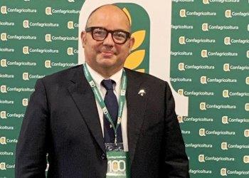 Natale: abeti veri e certificati per una scelta green