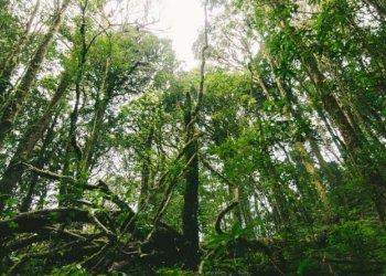 Bando forestazione in Piemonte, prorogata la scadenza al 29 luglio
