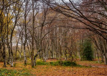 Ciclo di incontri su iniziative e strumenti per il settore vivaistico forestale regionale