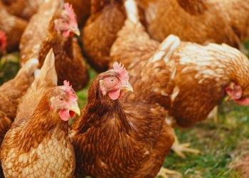 Inizio anno incoraggiante per il mercato degli avicoli
