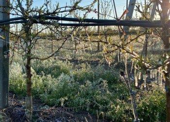 Danni da gelate 2021: oltre 13 milioni di euro per i ristori alle aziende agricole piemontesi