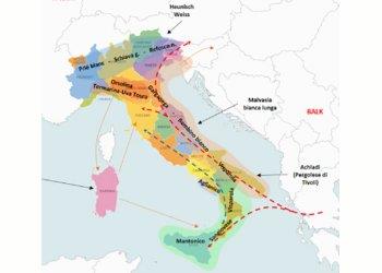 Indagine genetica sul germoplasma viticolo. Il Crea con 8 istituzioni scientifiche presenta lAtlante delle parentele dei vitigni italiani