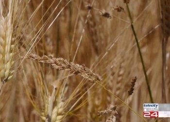 Lannata agraria di Confagricoltura Alessandria e la siccitagrave;, il servizio di Telecity 7Gold - visualizza il video