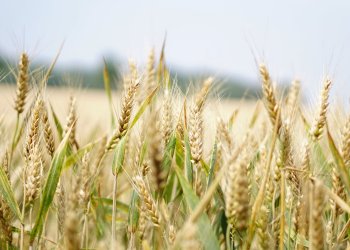 Grano: il mancato accordo favorisce instabilitagrave; e speculazione