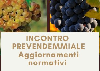 Martedì 28 luglio incontro tecnico pre-vendemmiale 