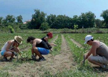 Tavolo caporalato: Confagricoltura, pronta a collaborare fattivamente, ha già avanzato proposte specifiche