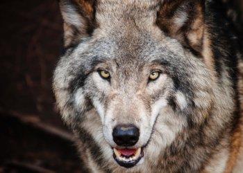 Lupo declassato, Confagricoltura: un passo avanti importante per garantire maggiore equilibrio nei territori