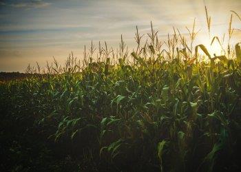 Per made in italy e mutamenti climatici prospettive promettenti dalle TEA