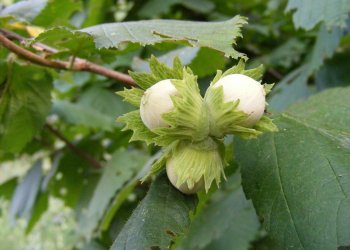 Nocciole: Confagricoltura chiede interventi urgenti. Produzione in caduta libera, con perdite fino al 70%