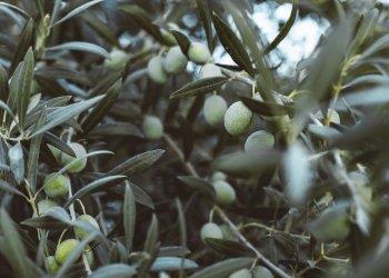 Cresce la produzione di olio piemontese