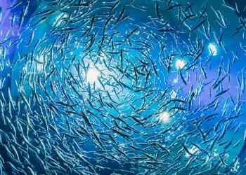 Aquafarm, Salvador (Api-Confagricoltura): i consumi domestici premiano il pesce allevato in Italia