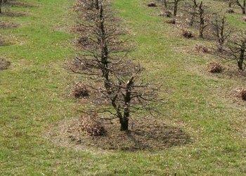 Nuovo bando per la salvaguardia e il potenziamento delle tartufaie piemontesi