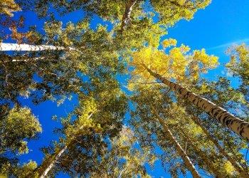 Pioppicoltura resiliente ai cambiamenti climatici: uno studio del CREA