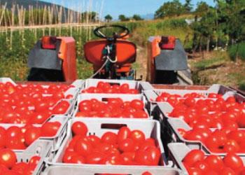 Chiude bene la campagna del pomodoro da industria, ma ci sono timori per il futuro