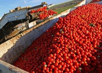 Pomodoro da industria, c'e' l'accordo sul prezzo per la campagna 2025