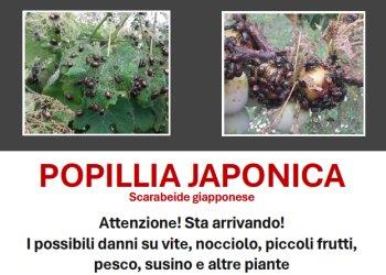 Popillia japonica, incontro tecnico promosso dalla Regione a Ozzano, il 19 aprile