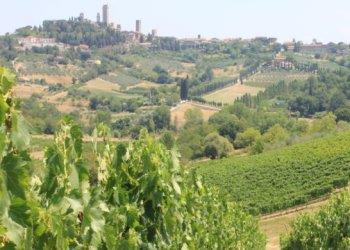 Previsioni vendemmiali: produzioni viticole ridotte in alcune regioni