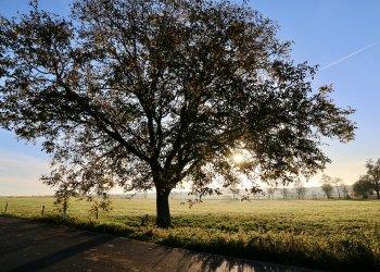 Patrimonio tartufigeno regionale: in arrivo le Indennità per il 2022