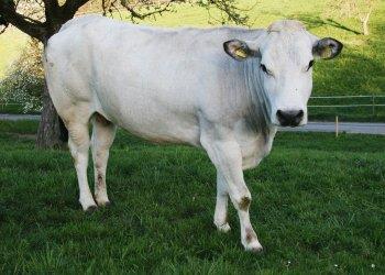 A Savigliano Confagricoltura Cuneo fa il punto sulla razza bovina Piemontese