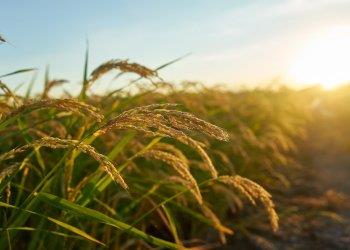 Emendamento Tea: un sostegno concreto alle sperimentazioni in campo