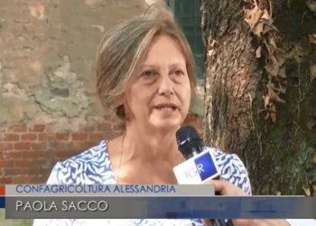La recinzione anti peste suina e le perplessitagrave; degli agricoltori, il servizio del TG3 Piemonte - visualizza il video