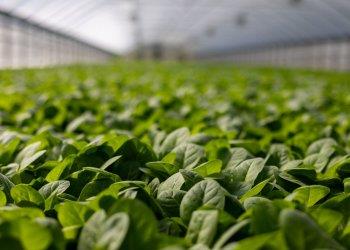 Efficienza energetica: piano di rinnovamento delle serre