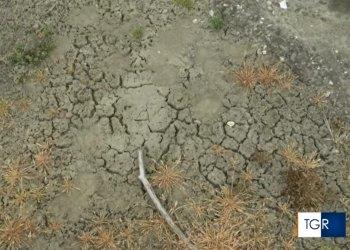 Siccitagrave; nelle nostre campagne: Confagricoltura Alessandria chiede lattivazione dello stato di Calamitagrave; Naturale, il servizio di RAI 3 Piemonte - visualizza il video