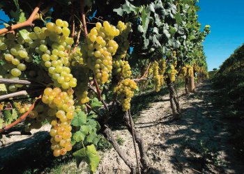 Pubblicate le rese per il Moscato dAsti DOCG per la vendemmia 2023