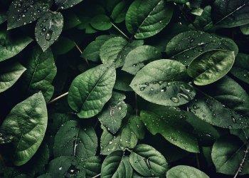 In scadenza la comunicazione annuale delle piante o prodotti vegetali