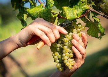 Vendemmia turistica, corso di aggiornamento on line il 6 settembre