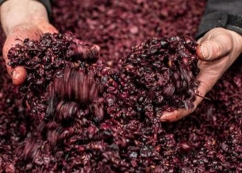 Decreto del 30 marzo 2023 sulla distillazione dei sottoprodotti della vinificazione
