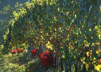 Miglioramento genetico al servizio della viticoltura: ne parlano Confagricoltura e CNR in un convegno ad Alba